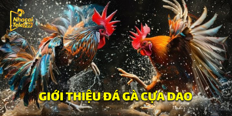 Giới Thiệu Đá Gà Cựa Dao